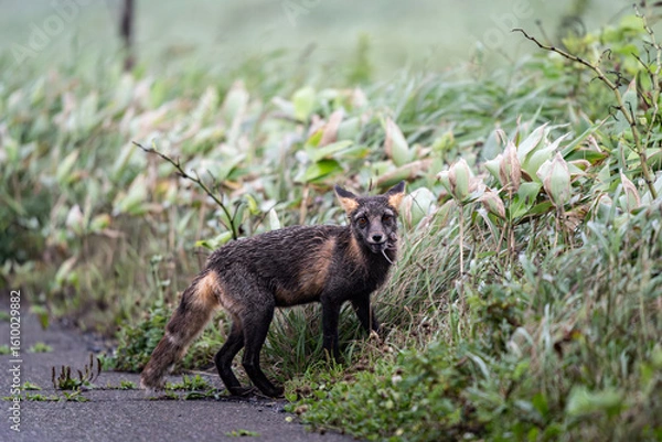 Fototapeta wild crossfox in the grass