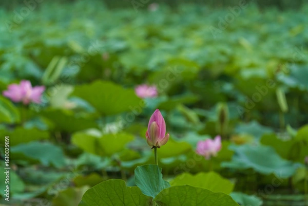 Obraz pink water lily. lotus bud	