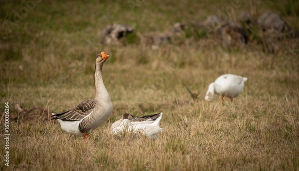 Obraz geese in the field