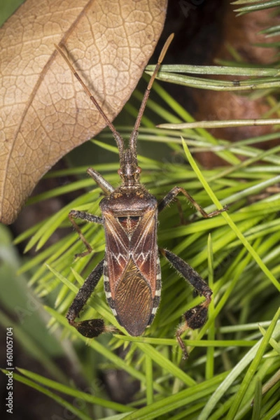 Obraz leptoglossus occidentalis