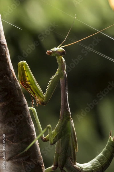 Obraz Mantis juvenil