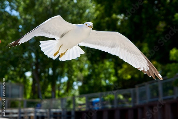 Obraz seagull in flight