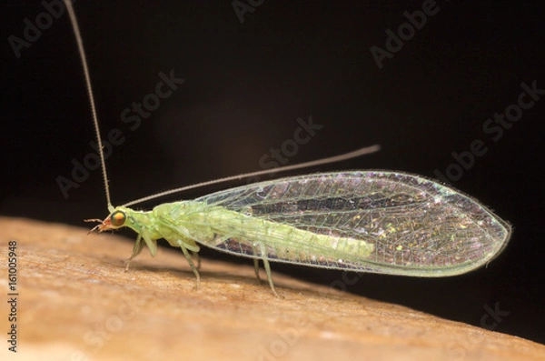 Obraz Green Lacewing