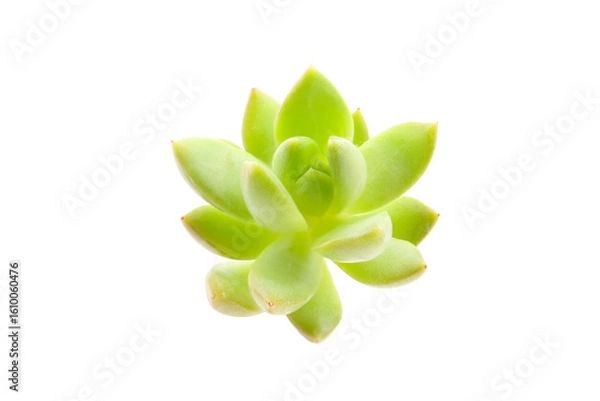 Fototapeta echeveria succulent isolated on a white background