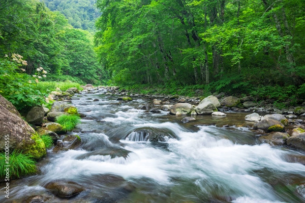 Obraz stream in the green forest