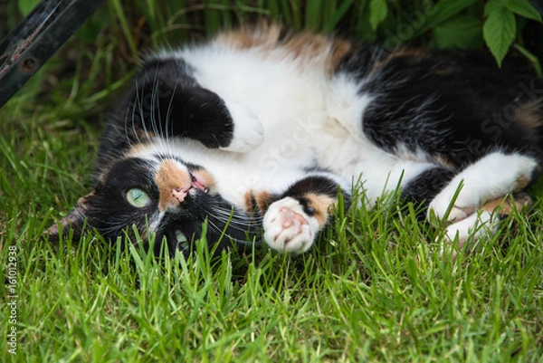 Fototapeta A tortoiseshell cat rolling around in a garden in England