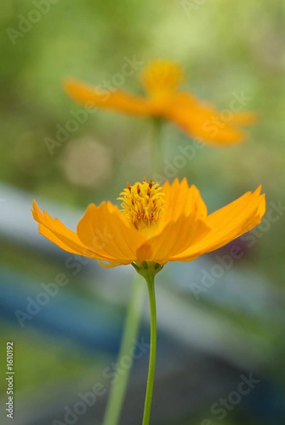 Fototapeta orange flower on green background