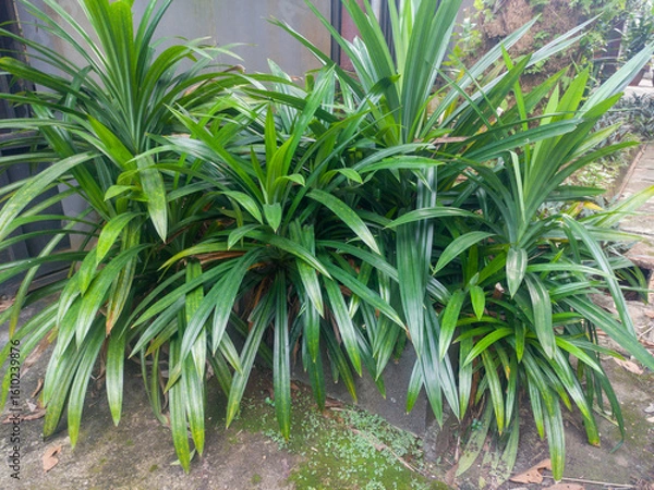 Fototapeta Close-up view of pandan plant. Pandan or Pandan is a group of monocotyledonous plants. In Indonesia, pandan leaves are used as a food fragrance and coloring, as well as a decoration component and air