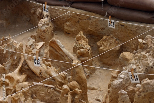 Obraz fossil park digsite