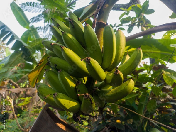Fototapeta Closeup of a bunch of bananas on a tree. Agricultural concept.