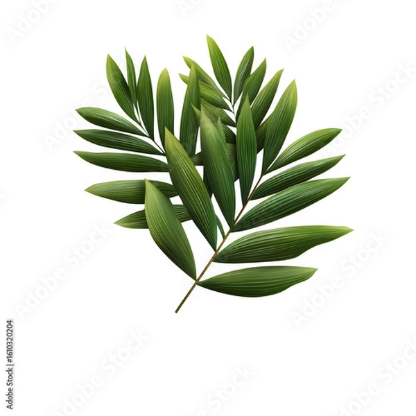 Fototapeta Realistic Palm Leaf Isolated PNG