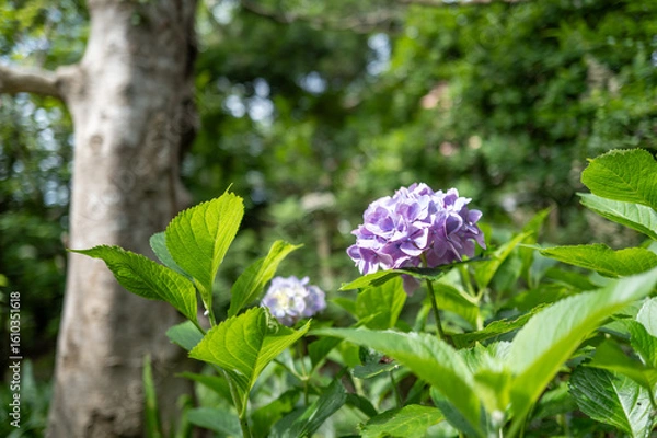 Fototapeta アジサイ　6月