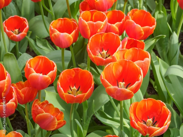 Obraz Orange Tulip