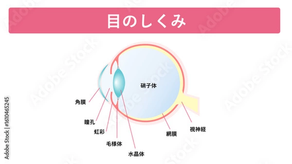 Obraz 目のしくみ