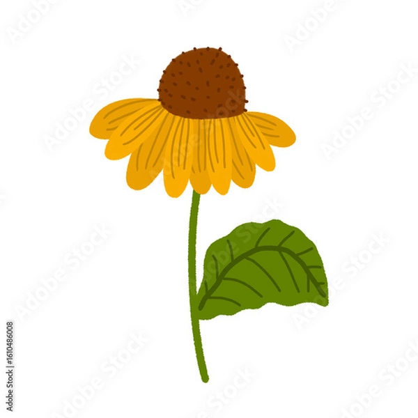 Fototapeta sunflower isolated on white