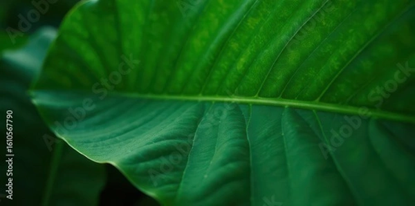 Fototapeta Close-up of a large tropical leaf showing intricate vein detail and deep green tones , tropical background, plant, texture