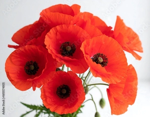 Fototapeta Radiant crimson poppies burst forth, a vibrant floral arrangement with delicate petals