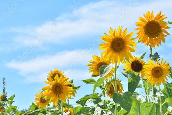 Fototapeta ヒマワリの花　青空
