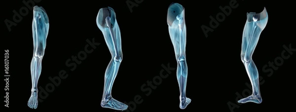 Obraz Anatomy an leg  x-ray