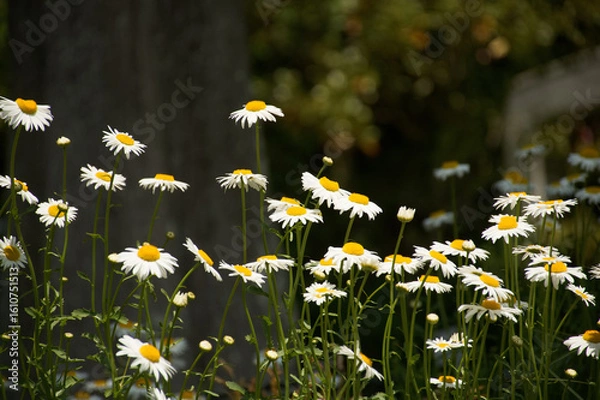 Obraz 東山植物園
