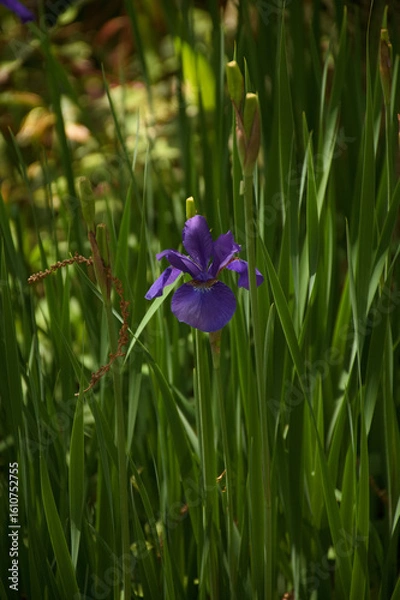 Obraz 東山植物園