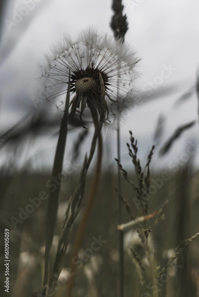Fototapeta Detail of a blooming dandelion in a summer field, soft light and natural atmosphere.
