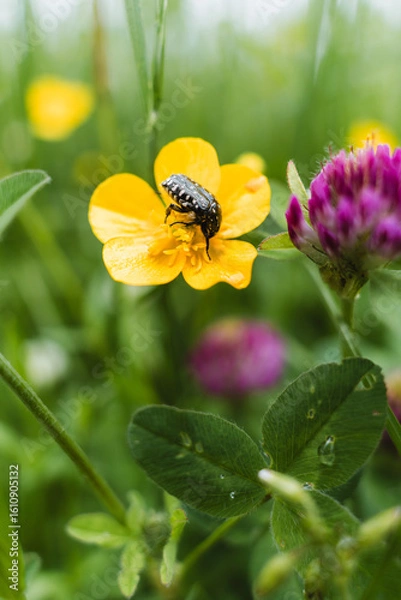 Fototapeta Shiny beetle on a yellow flower in a colorful summer meadow, macro view of nature.
