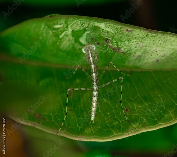 Obraz insect macro photography 