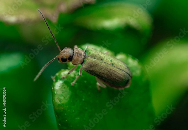 Fototapeta insect macro photography 