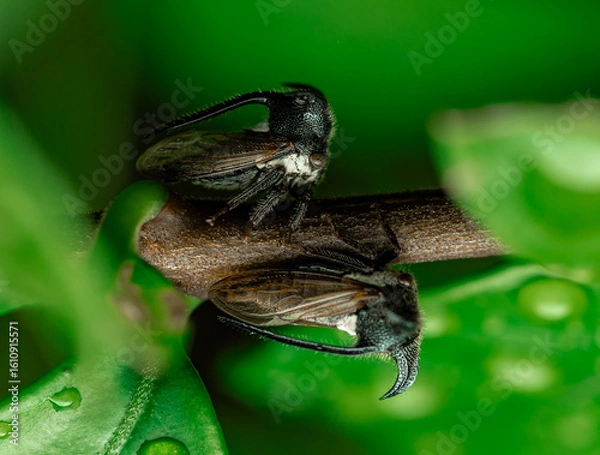 Fototapeta insect macro photography 