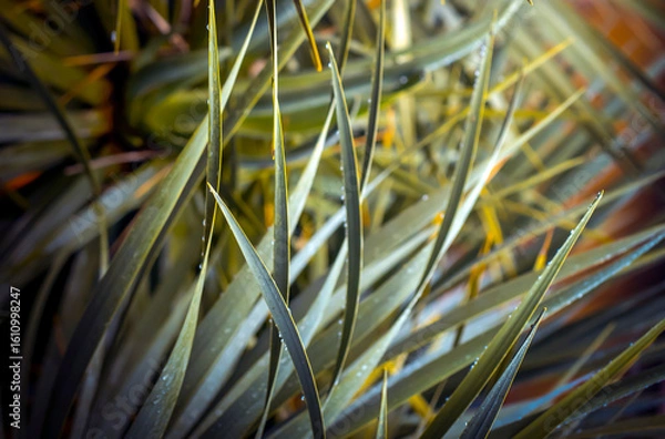 Obraz A tropical evergreen plant against the blurred background, palm leaves closeup.