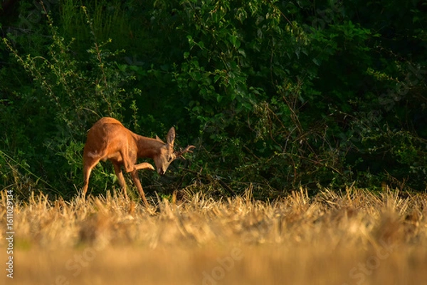 Obraz roe deer in the wild
