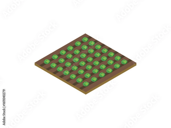 Fototapeta Isometric Lettuce Field Vector Illustration, Organic Green Vegetable Garden in Isometric Style
