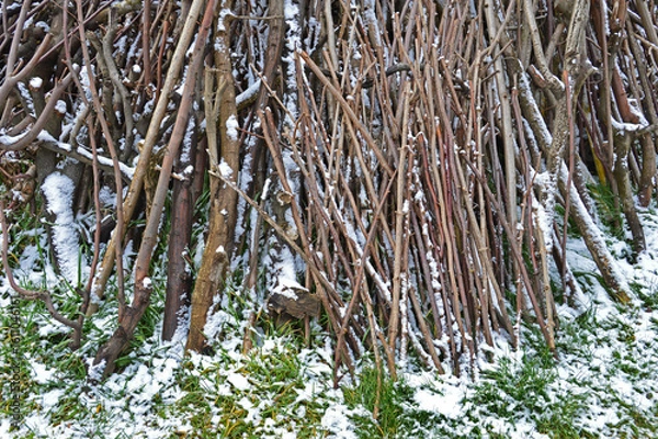 Obraz Winter meets spring