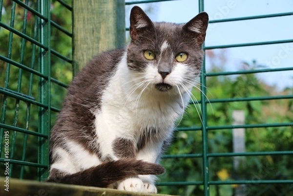 Obraz portrait of a grey and white cat sitting outside in its outdoor enclosure and enjoying the sun