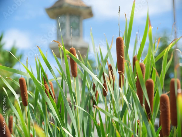 Obraz ウィンナーみたいな草