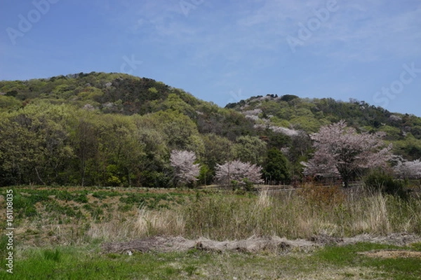 Fototapeta 桜　山桜　春の山　青空　ハイキング