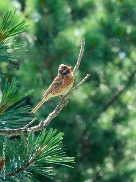 Obraz Pine bunting perching on a branch of siberian pine