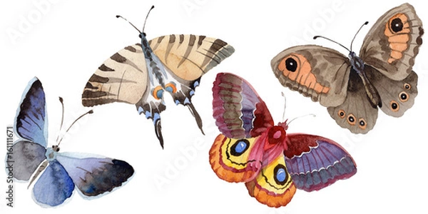 Fototapeta Watercolor butterfly tender insect, intresting moth, isolated wing illustration. Butterfly names: swallowtail, monarch, queen. Aquarelle for background, wrapper pattern, frame or border