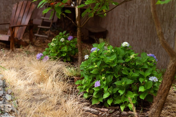 Obraz Small flowering hydrangea bushes in a backyard garden