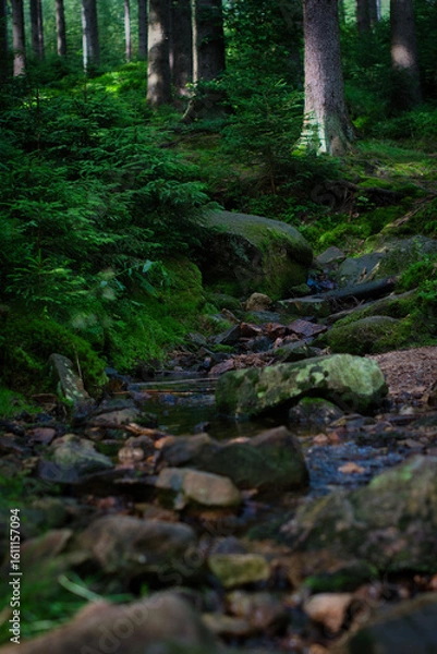 Obraz stream in the forest