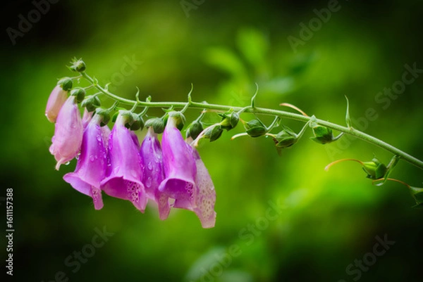 Obraz dew drops on a pink flower