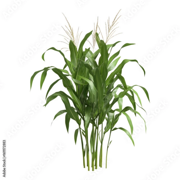 Fototapeta Corn isolated on transparent background