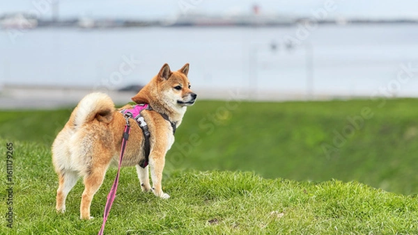Fototapeta Adorable red Shiba Inu dog happily walking on lush green grass outdoors on a sunny summer day. High-quality, pet-friendly image perfect for nature, outdoor, or lifestyle projects. Copy space.