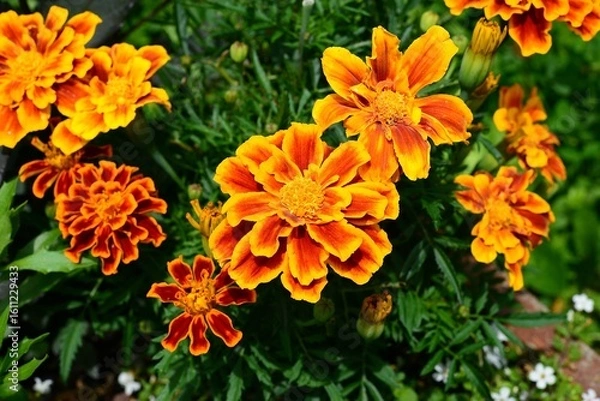 Obraz Studentenblume