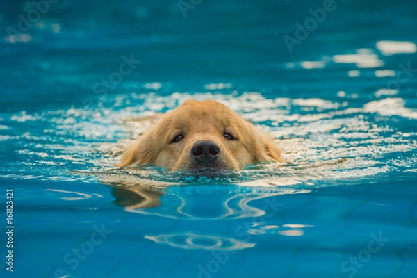 Fototapeta Golden Retriever Puppy Exercise in Swimming Pool