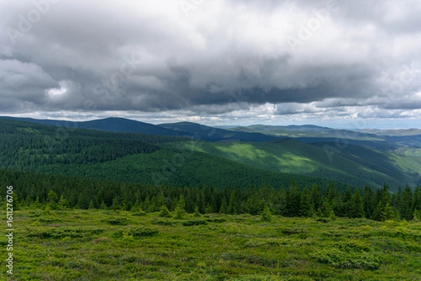 Fototapeta very green pine trees forest landscape with mountains and gray cloudy sky