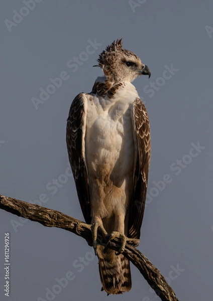 Obraz One immature martial eagle perched on a branch with clear blue sky bakground