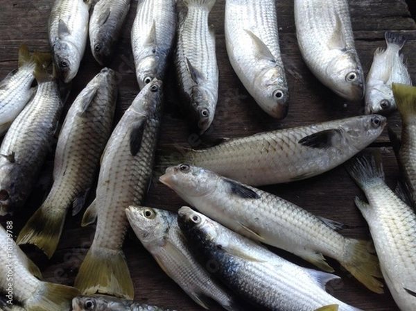 Obraz Mullet fish 