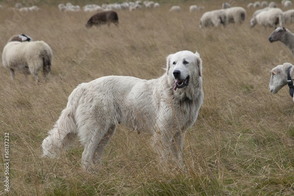 Obraz Herdenschutzhund